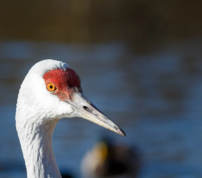 Lesser Sandhill Cranes Arrive: Inspiration Ridge Homer Alaska